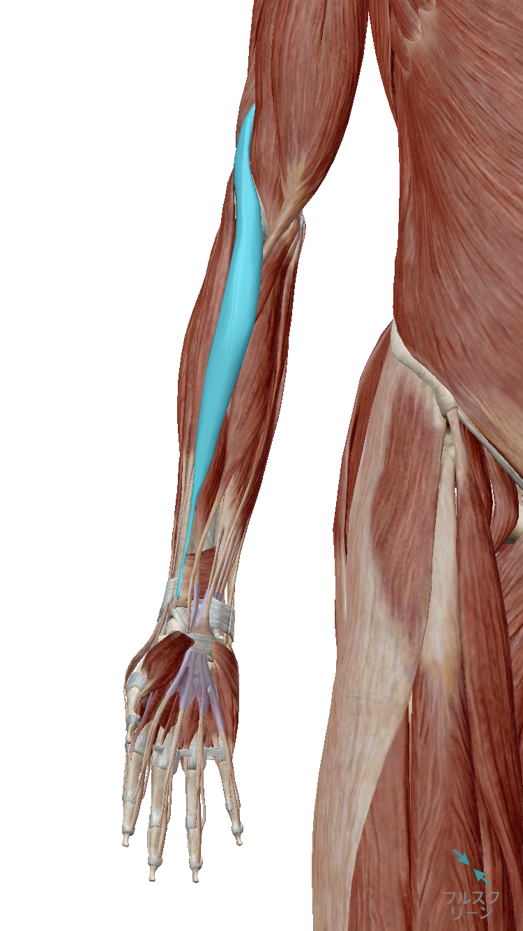 前腕と肩の痛みの関連性 腕橈骨筋 リフレ鍼灸整骨院